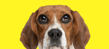adorable little beagle being curious is making big eyes on yellow backgroundの写真素材
