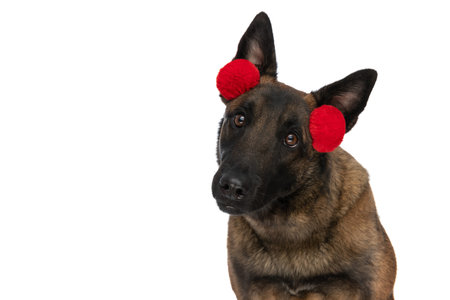 portrait of cute little belgian shepherd wearing tassels headband on white background in studio