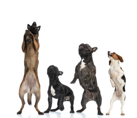 4 purebred dogs looking up in the air and standing on behind legs in front of white background in...