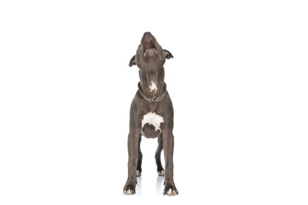 cute american staffordshire terrier dog with collar looking up and panting while standing on white background in studioの写真素材