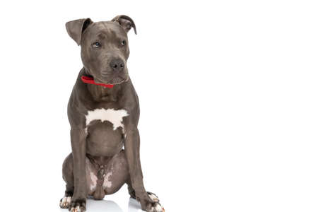 beautiful american staffordshire terrier puppy with bowtie looking to side and sitting on white background in studioの写真素材