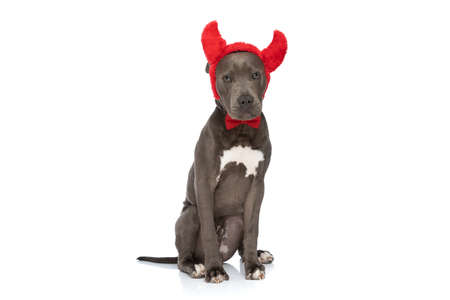 cute amstaff dog with devil horns and red bowtie on white background in studioの写真素材