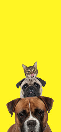 picture of lovely boxer dog and pug puppy making team with metis tabby kitty in front of yellow...