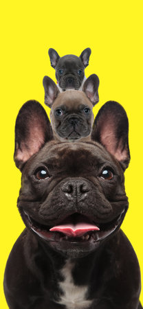 picture of sweet and happy french bulldog puppies family on yellow background, life and age concept
