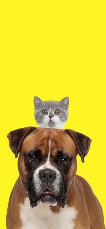 big brown boxer dog holding small british shorthair kitty on his back in front of yellow background