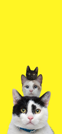 headshot of three little metis cats being friends on yellow backgroundの写真素材