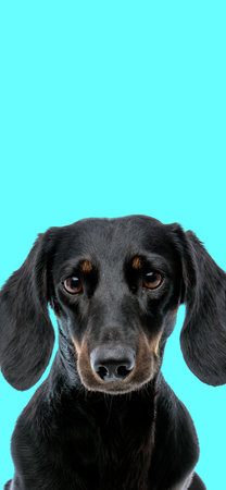 lovely little adorable teckel dachshund doggy in front of blue background as a phone screen pictureの写真素材