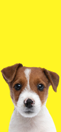 photo of cute small jack russel terrier dog in front of yellow background in studio