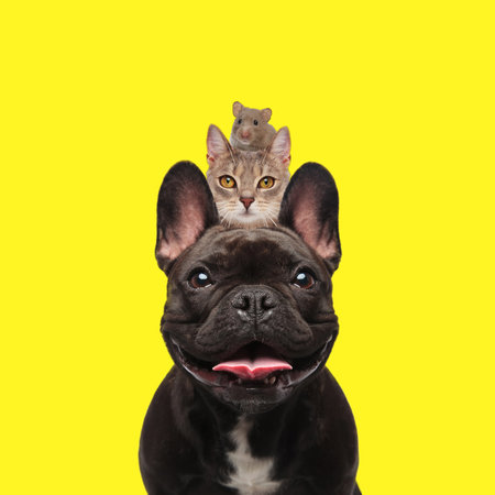 adorable trio of american bully dog with tongue exposed, tabby cat and a little mouse in front of yellow background,の写真素材