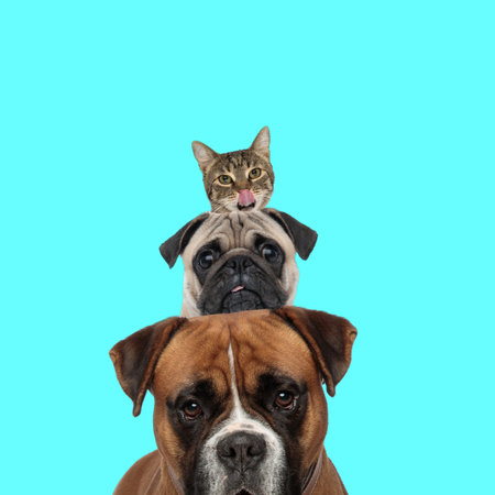 sweet group of animals, boxer and mops dogs and little tabby cat being hungry and curious in front...
