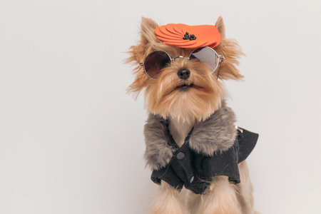 cute yorkshire terrier dog wearing cool orange hat, sunglasses and black jacket and standing in front of beige backgroundの写真素材