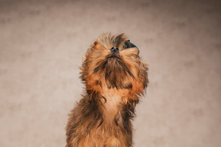 cute yorkshire terrier dog is curious to see what is above him and wearing a black hat with dotsの写真素材