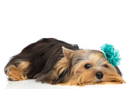 cute little yorkshire terrier dog wearing blue flower and laying down, feeling lazy against white studio backgroundの写真素材