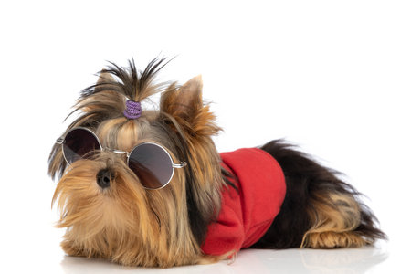 hipster little yorkshire terrier dog wearing sunglasses and cloth against white studio backgroundの写真素材