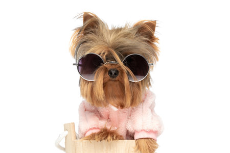 adorable yorkshire terrier dog posing from a wooden bucket, wearing sunglasses and a pink blouseの写真素材