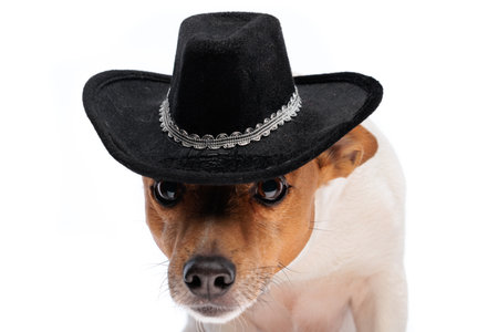 cute jack russell terrier dog with cowboy hat sitting on white background in studioの写真素材
