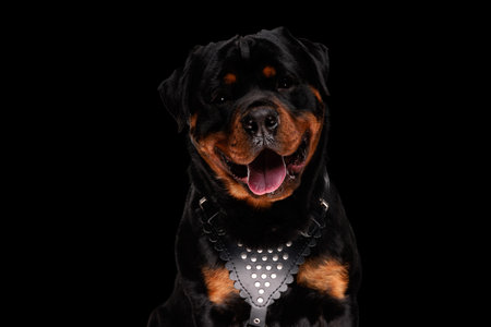 happy rottweiler puppy sticking out tongue and panting while wearing leather collar and sitting on black backgroundの写真素材