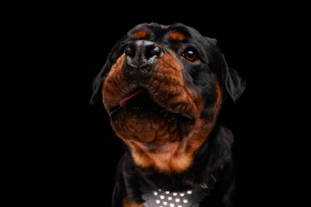 beautiful rottweiler dog looking up and begging for food with his big eyes while sitting in front of black backgroundの写真素材