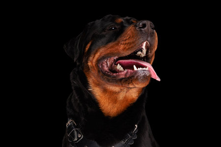 cute rottweiler puppy with tongue exposed looking up and waiting for food while posing in front of black backgroundの写真素材