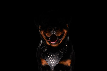 cute rottweiler dog sticking out tongue and panting while sitting on black backgroundの写真素材