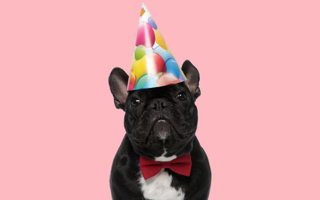 Picture of sweet french bulldog dog wearing a birthday hat and bowtie in an animal themed photo shootの写真素材