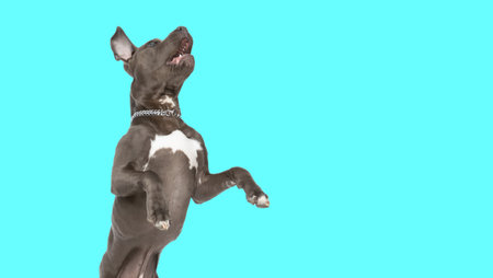 Picture of adorable amstaff dog standing on hind legs and barking in an animal themed photo shootの写真素材