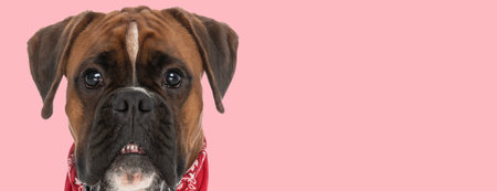 Picture of beautiful boxer dog showing his teeth in an animal themed photo shootの写真素材