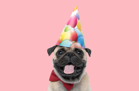 Picture of cute pug dog wearing birthday hat and sticking out tongue in an animal themed photo shootの写真素材