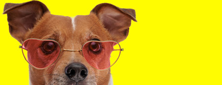Picture of little jack russell terrier dog wearing heart shaped sunglasses in an animal themed photo shootの写真素材