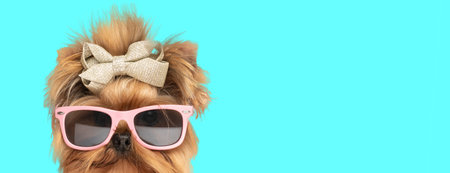 Picture of cute yorkshire terrier dog wearing sunglasses and bowtie in an animal themed photo shootの写真素材