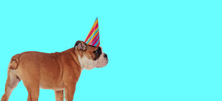 Picture of adorable english bulldog dog wearing birthday hat and looking to side in an animal themed photo shootの写真素材