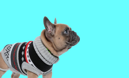 Picture of little french bulldog dog wearing a casual cloth in an animal themed photo shootの写真素材
