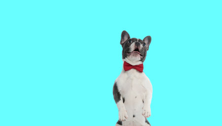 Picture of cute french bulldog dog standing on hind legs and panting in an animal themed photo shootの写真素材