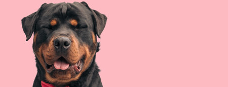 Picture of beautiful rottweiler dog sticking out tongue and mocking in an animal themed photo shootの写真素材