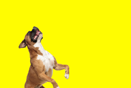 Picture of beautiful boxer dog standing on hind legs and panting in an animal themed photo shootの写真素材