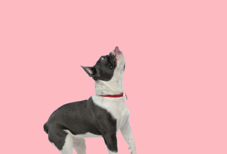 Picture of adorable french bulldog dog trying to reach something with his tongue in an animal themed photo shootの写真素材