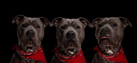 collage of three photos of cute amstaff dog with red bandana looking away, looking forward and sticking out tongue on black backgroundの写真素材