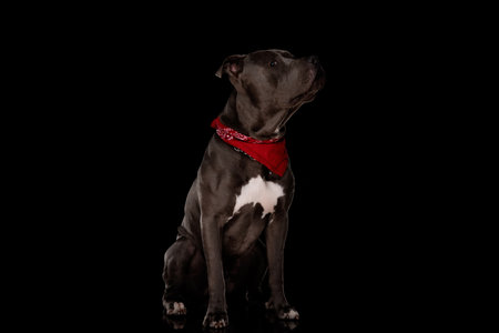 sweet amstaff puppy with red bandana sitting, being proud and giving a side eye while sitting on black backgroundの写真素材