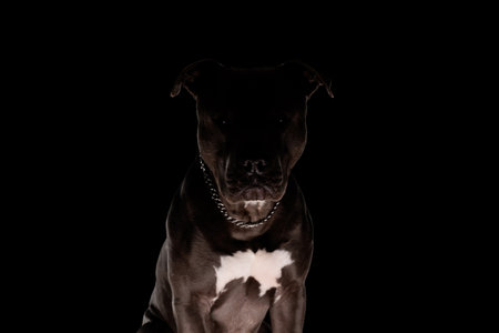 mysterious amstaff dog with silver collar sitting on black backgroundの写真素材