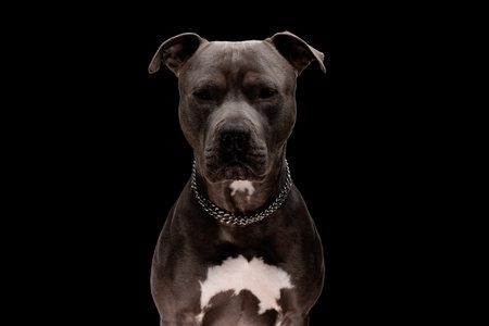 portrait of beautiful amstaff dog wearing silver collar, sitting and looking forward in front of black backgroundの写真素材