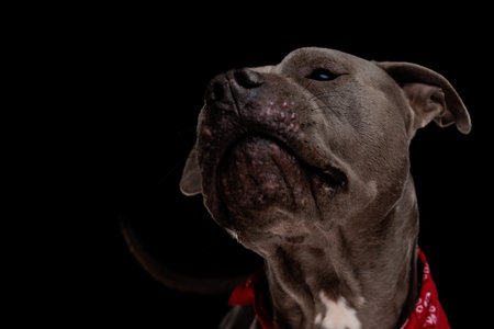 close up of adorable amstaff dog wearing red bandana and sniffing on black backgroundの写真素材