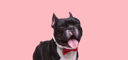 sweet french bulldog sticking out tongue and panting while closing eyes in front of pink backgroundの写真素材
