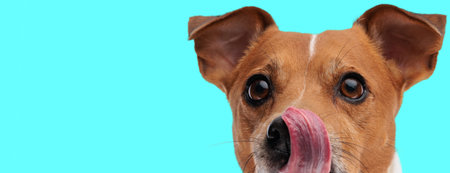 adorable little jack russell terrier puppy licking nose and looking away on blue background