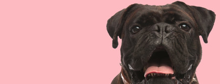 adorable boxer sticking out tongue and panting in front of pink background in studioの写真素材