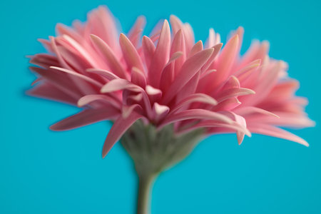 Nature themed picture of lovely pink gerbera daisy with beautiful blossomed petals against blue backgroundの写真素材