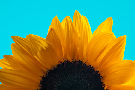 Nature themed picture of lovely yellow sunflower with fully blossomed petals against blue backgroundの写真素材