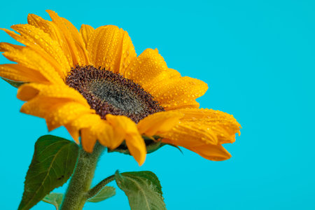 pretty yellow sunflower filled with water drops against blue backgroundの写真素材