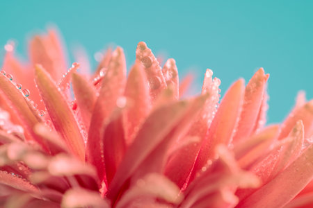 Nature themed picture of lovely pink gerbera daisy with water dropping of it against blue backgroundの写真素材