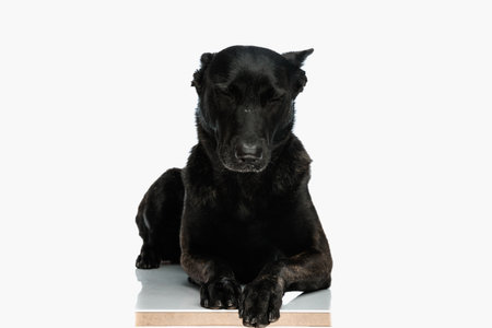 sleepy black dutch shepherd dog laying down with eyes closed and sleeping in front of white background in studioの写真素材