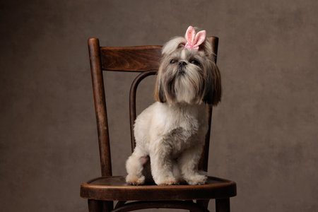 adorable small shih tzu puppy with bow looking up and sitting on wooden chair in front of beige texture backgroundの写真素材